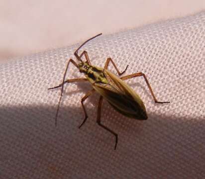 Image of Meadow Plant Bug