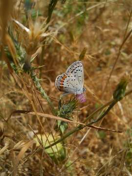 Image of Icaricia acmon