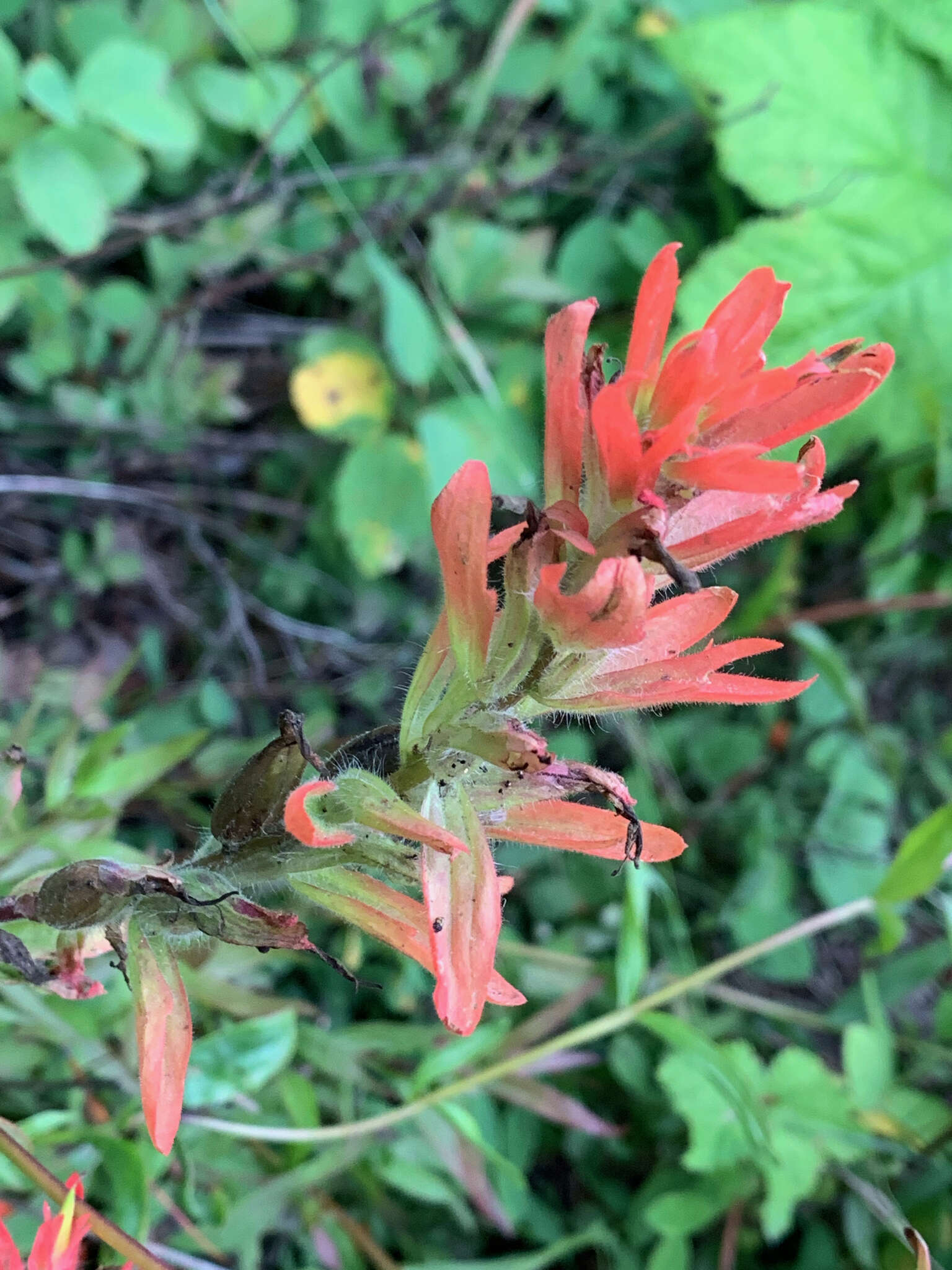 Image of giant red Indian paintbrush