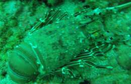 Image of Green Spiny Lobster