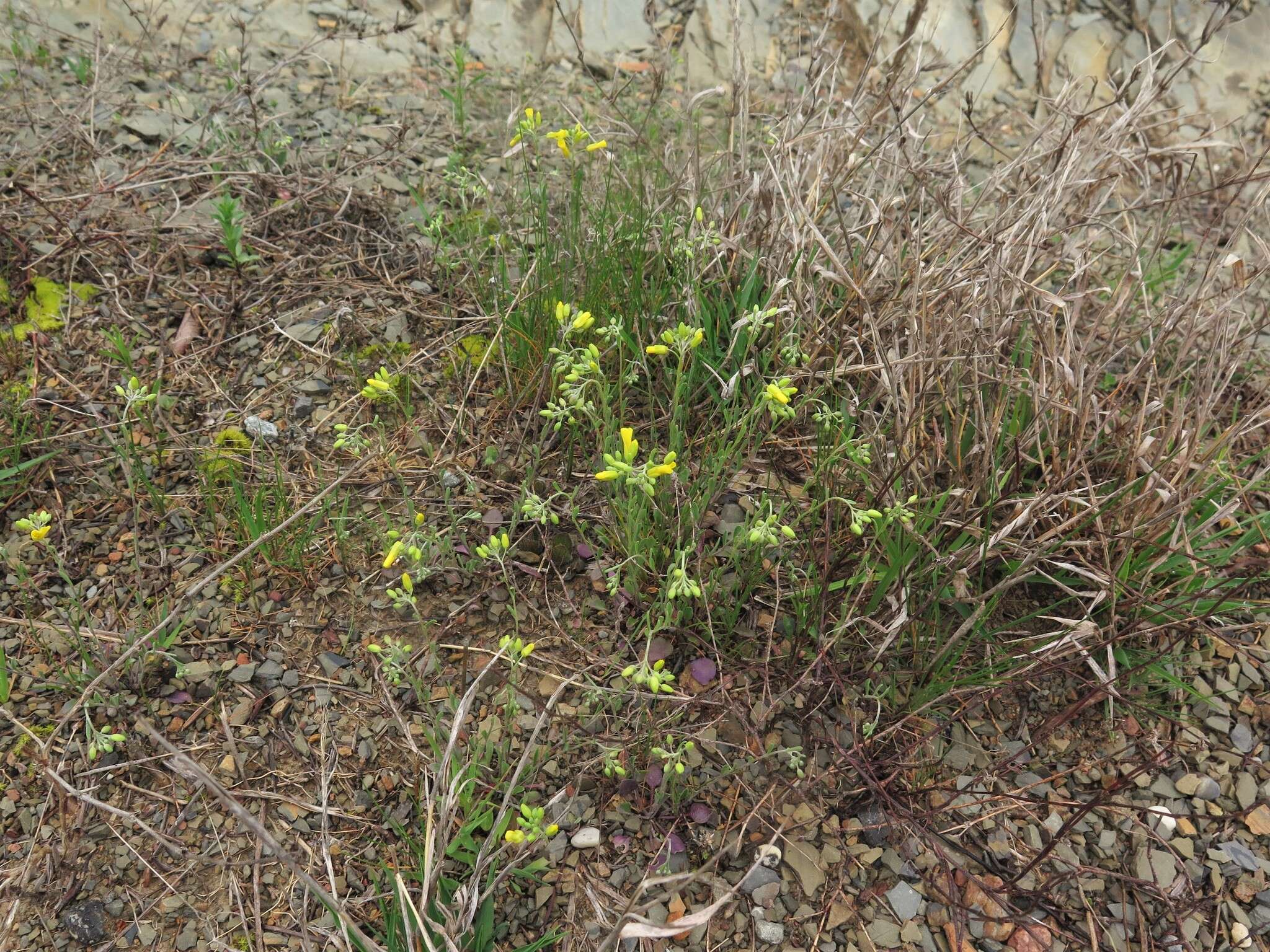 Image of Missouri bladderpod