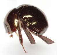 Image of Round Fungus Beetle