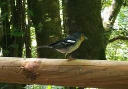 Image of La Palma Chaffinch