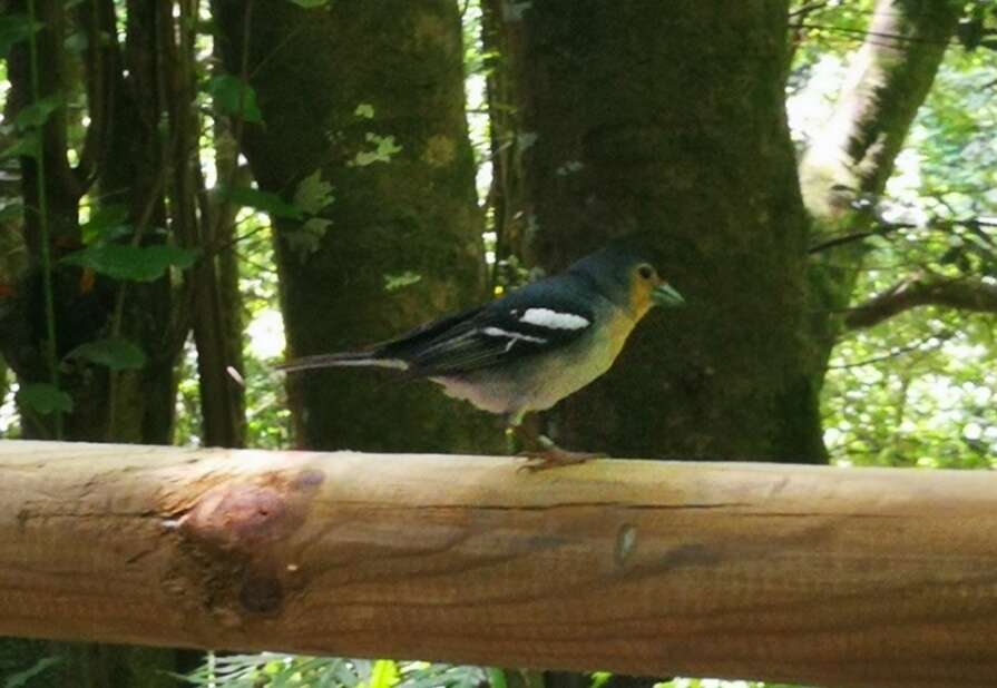 Image of La Palma Chaffinch