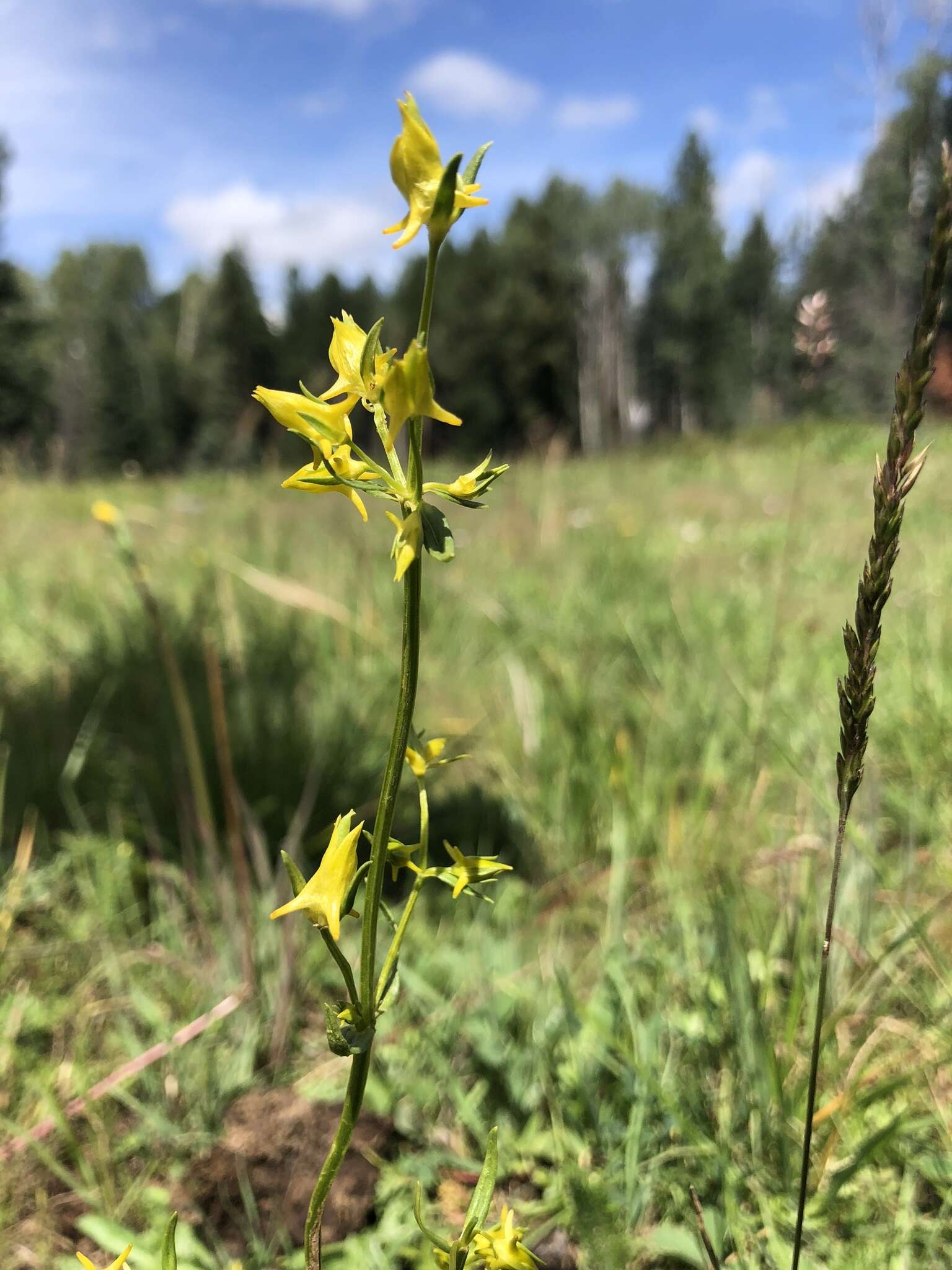 Image of Mt. Graham Spurred-Gentian