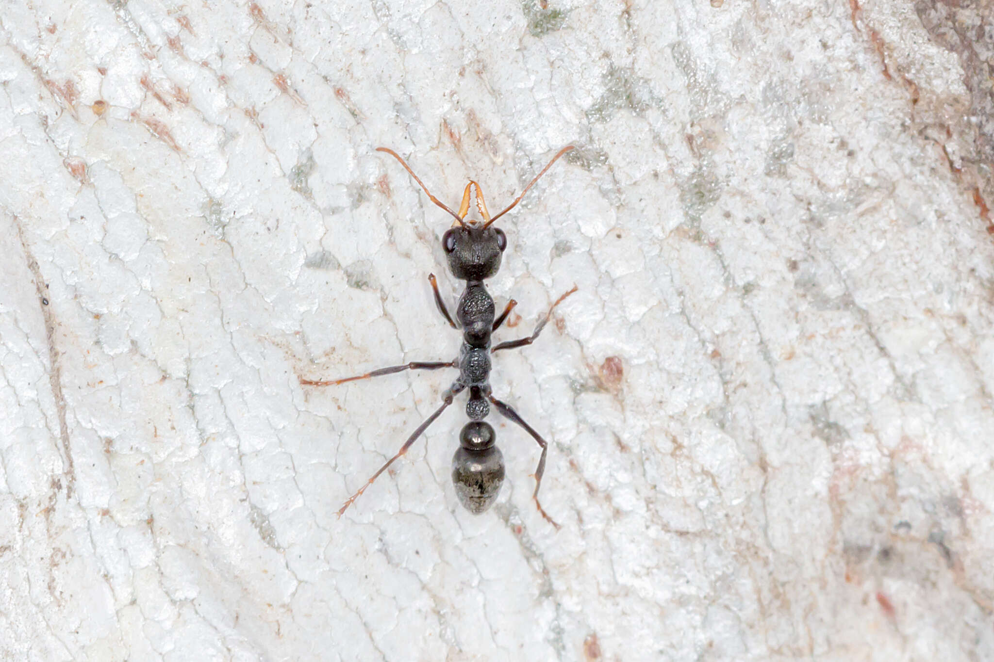 Image of Myrmecia urens Lowne 1865