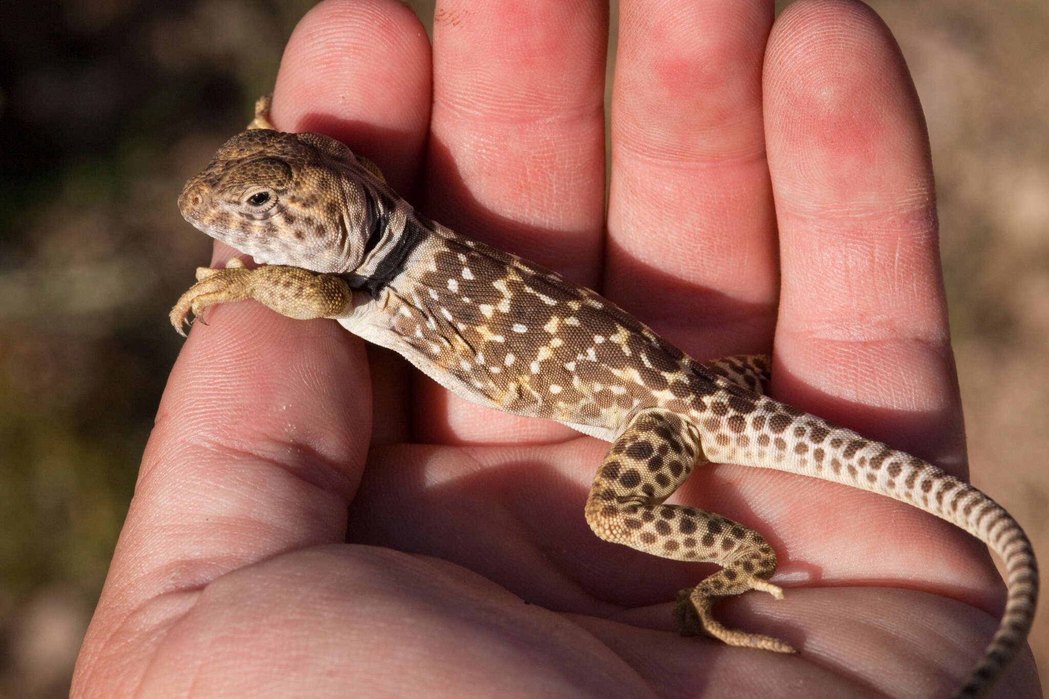 Image de Crotaphytus collaris fuscus Ingram & Tanner 1971