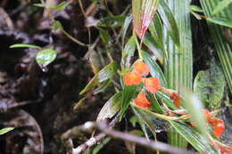 Image of Elleanthus ampliflorus Schltr.