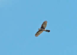 Image of Gundlach's Hawk