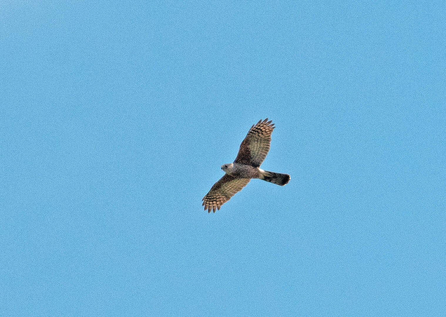 Image of Gundlach's Hawk