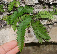 Image of blackstem spleenwort