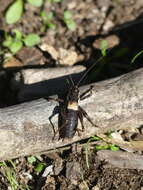 Image of Antaxius (Chopardius) chopardi Morales-Agacino 1936