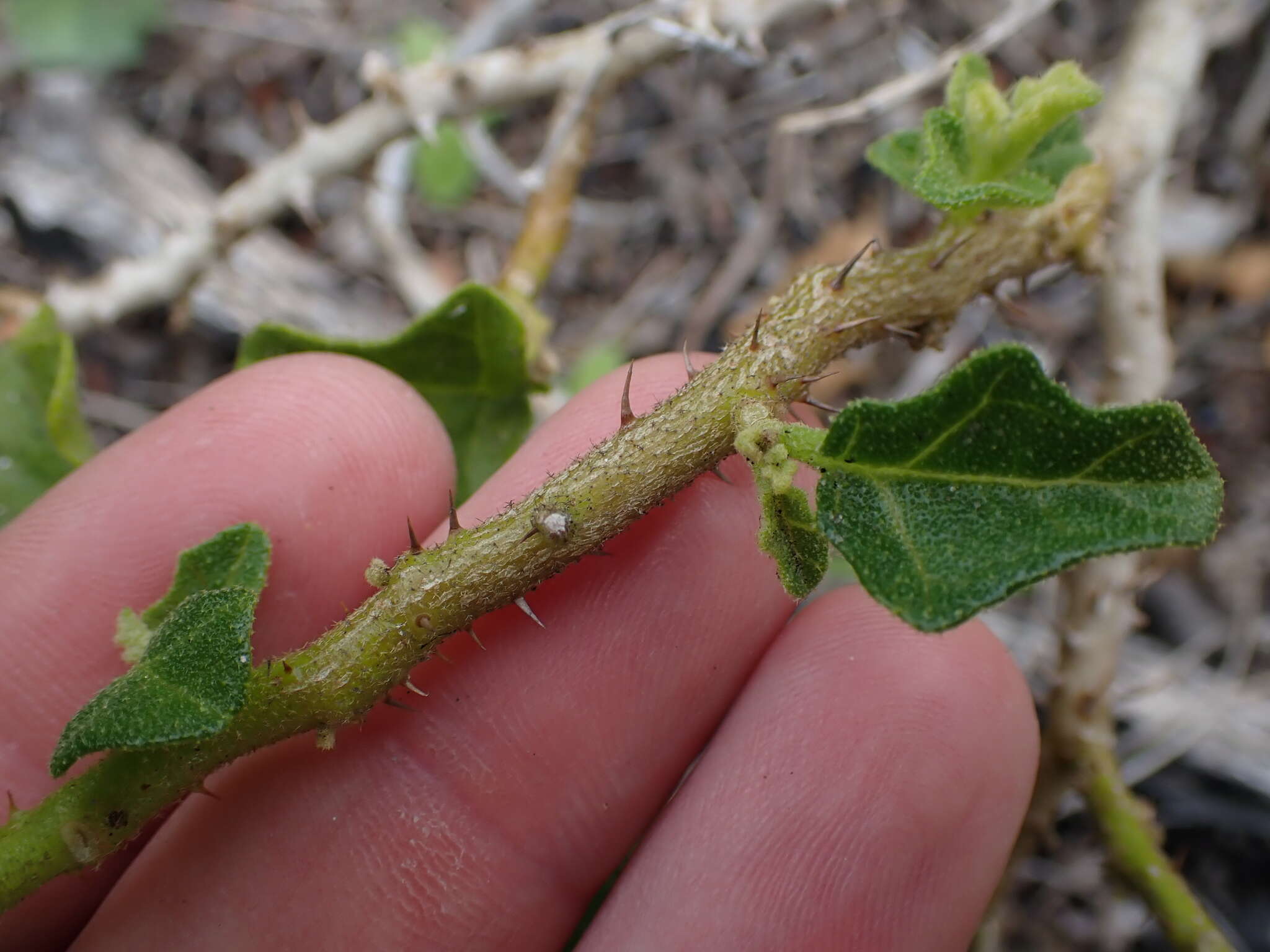 Imagem de Solanum humile