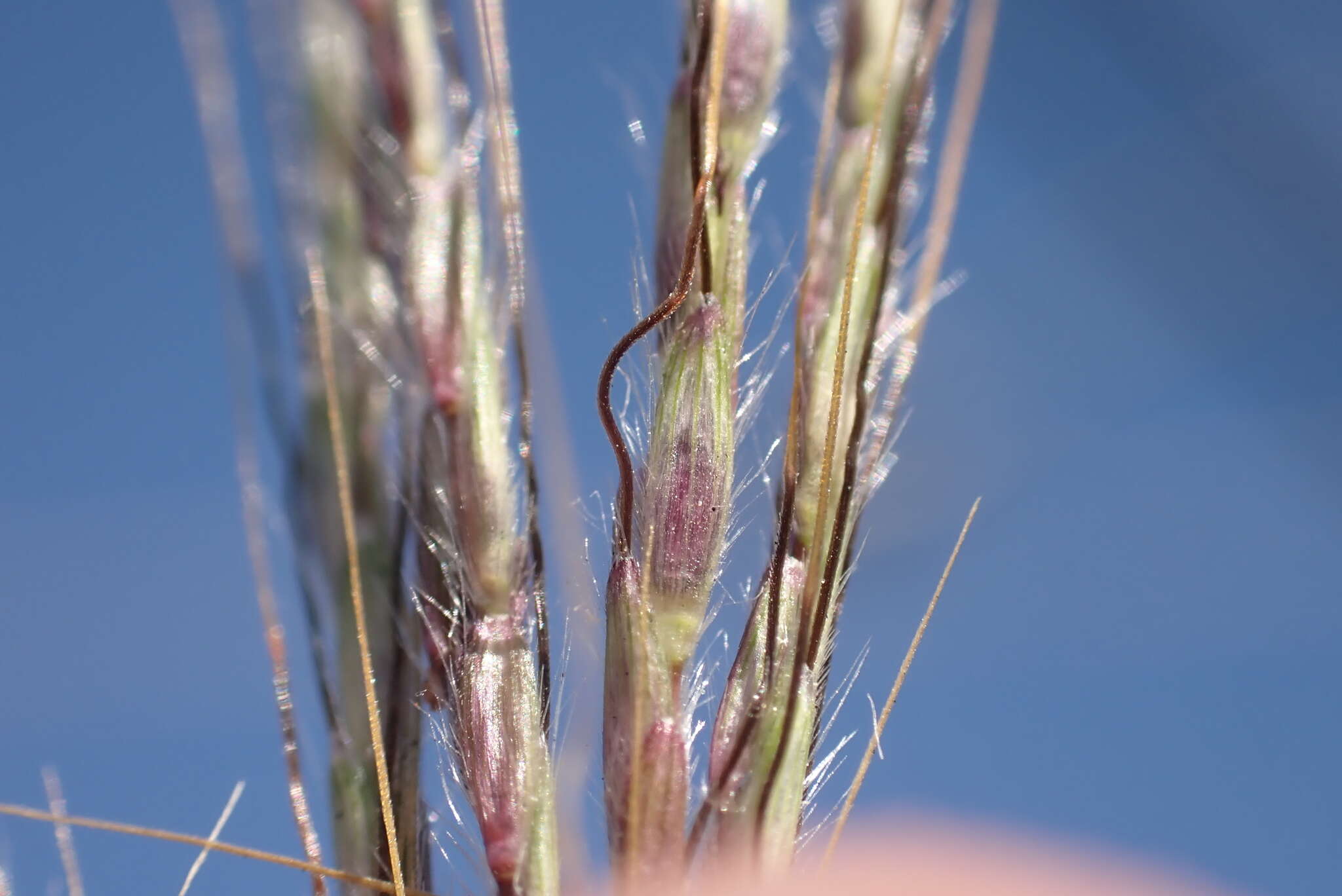 Image de Dichanthium annulatum var. annulatum