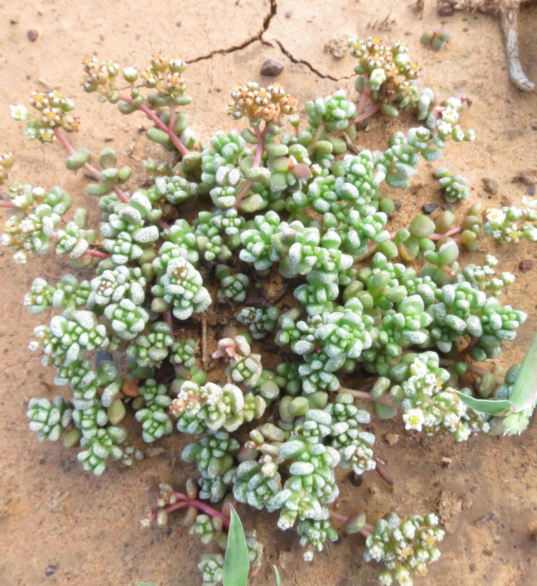 Image of Crassula corallina subsp. corallina