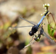 Sivun Erythrodiplax basifusca (Calvert 1895) kuva