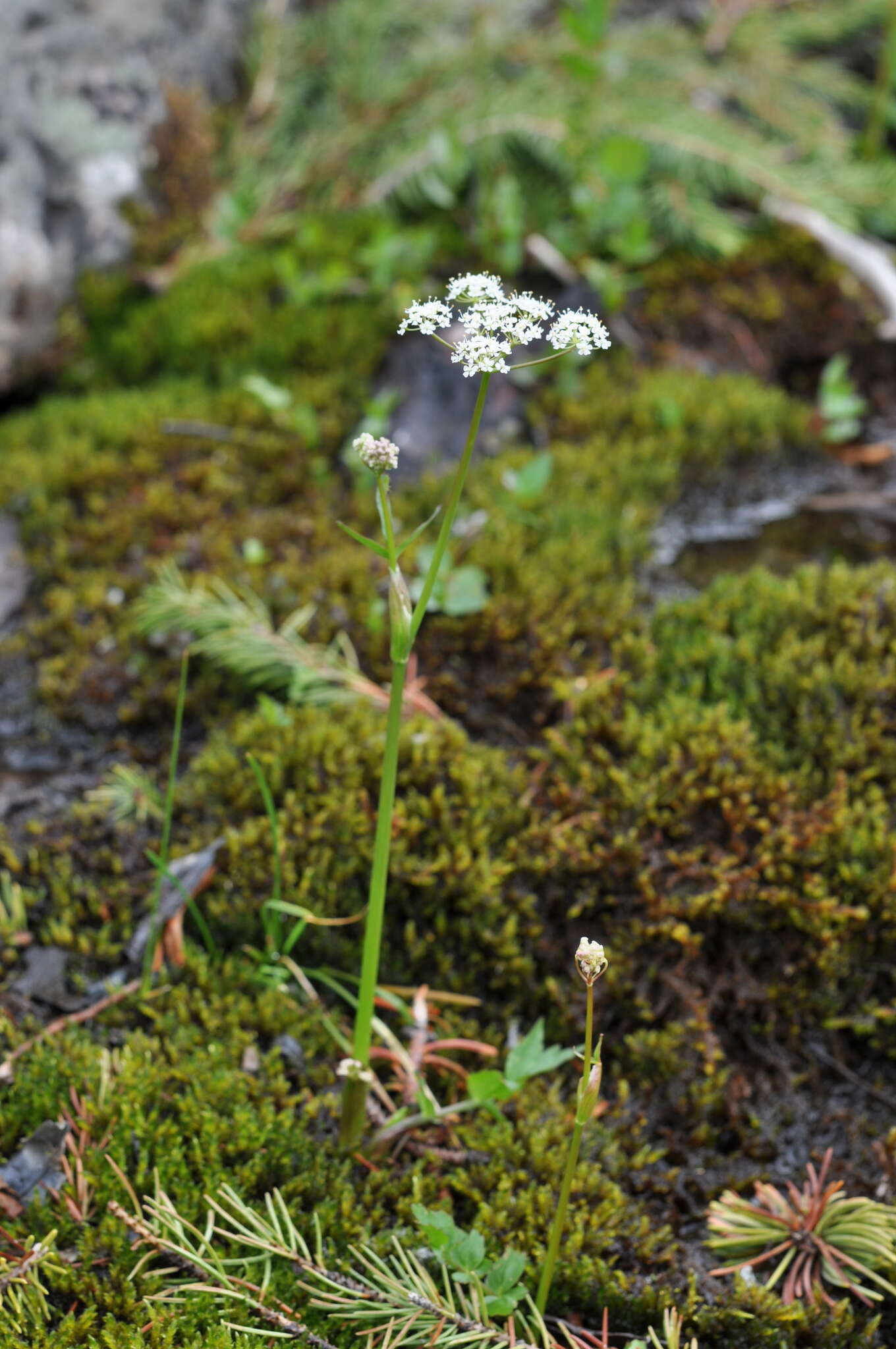 Imagem de Oxypolis fendleri (A. Gray) Heller