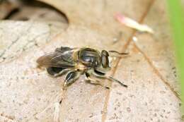 Image of Teuchocnemis lituratus (Loew 1863)