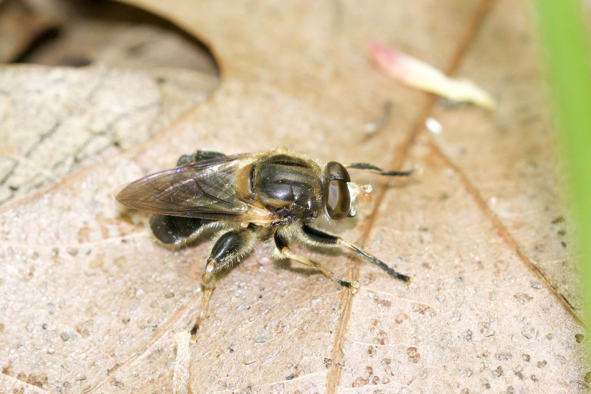 Image of Teuchocnemis lituratus (Loew 1863)