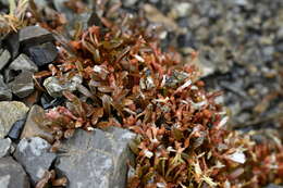 Image of Montia erythrophylla (Heenan) Heenan