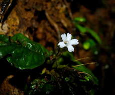 Image of Napeanthus macrostoma Leeuwenb.