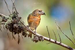 Image of Hispaniolan Crossbill