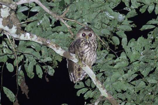 Image of Bouvier's Fishing Owl