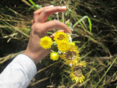 Plancia ëd Helichrysum decorum DC.