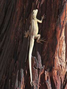 Image of Small Pacific iguana