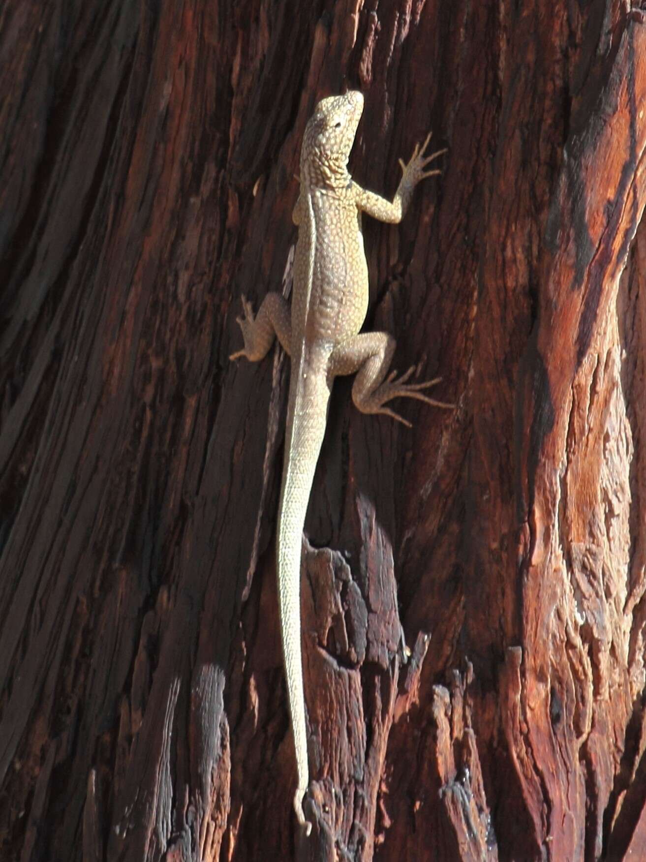 Plancia ëd Microlophus theresioides (Donoso-barros 1966)