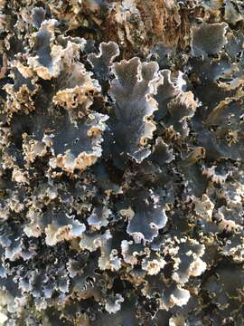 Image of felt lichen