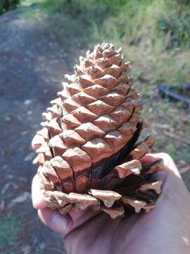 Image of Pinus pseudostrobus var. apulcensis (Lindl.) Shaw