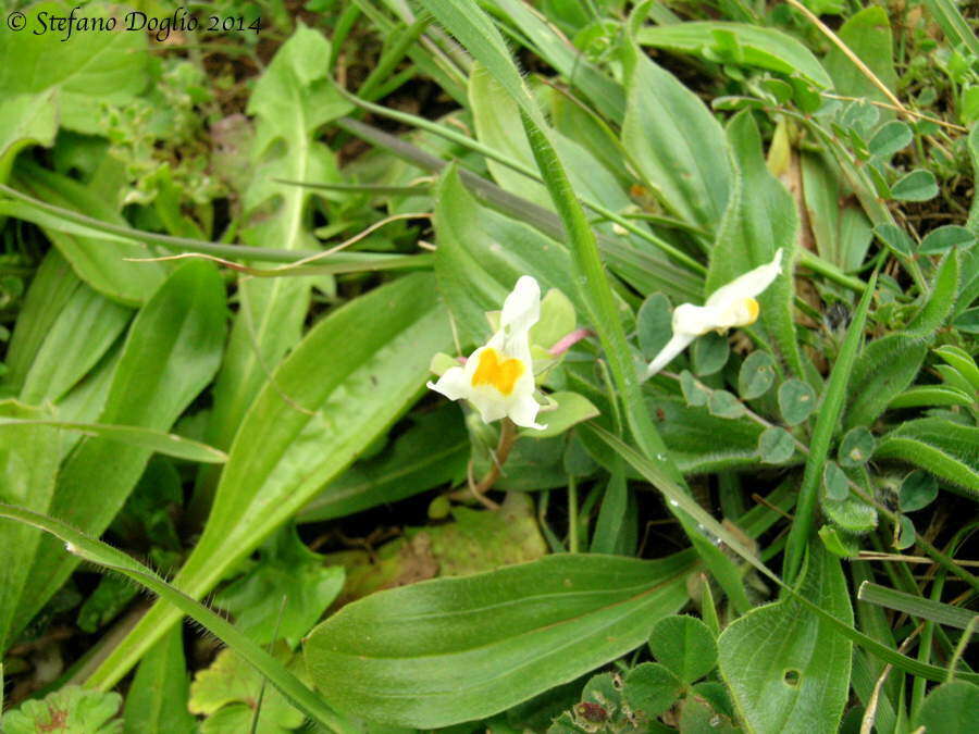 Image de Linaria reflexa (L.) Desf.