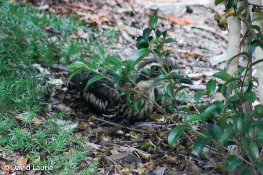 Image of Bush Stone-curlew