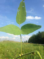 Desmodium canescens (L.) DC. resmi