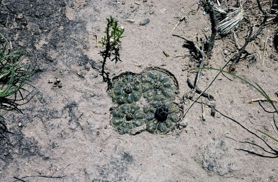 Image of Gymnocalycium baldianum (Speg.) Speg.