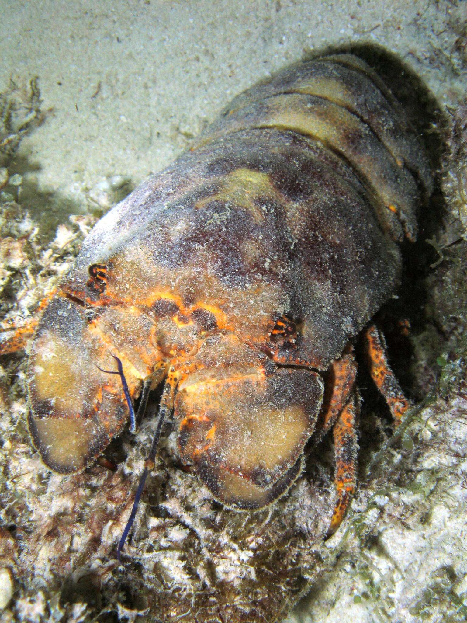 Image of French lobster