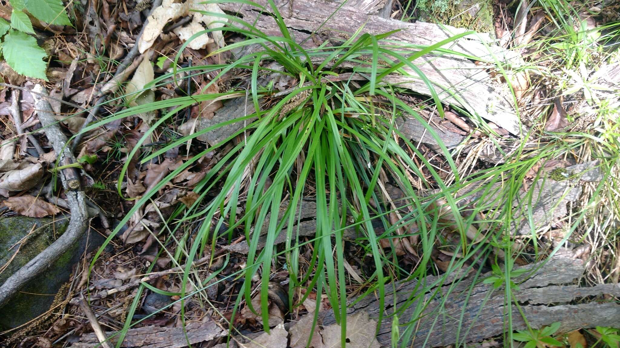 Carex backii Boott resmi