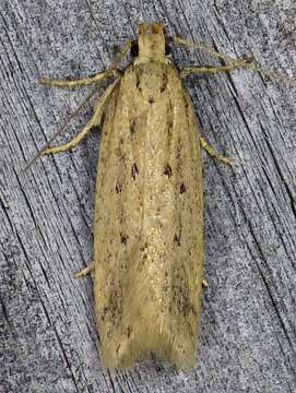 Image of Chionodes arenella Forbes 1922