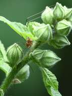 Image of Golden Harvestman