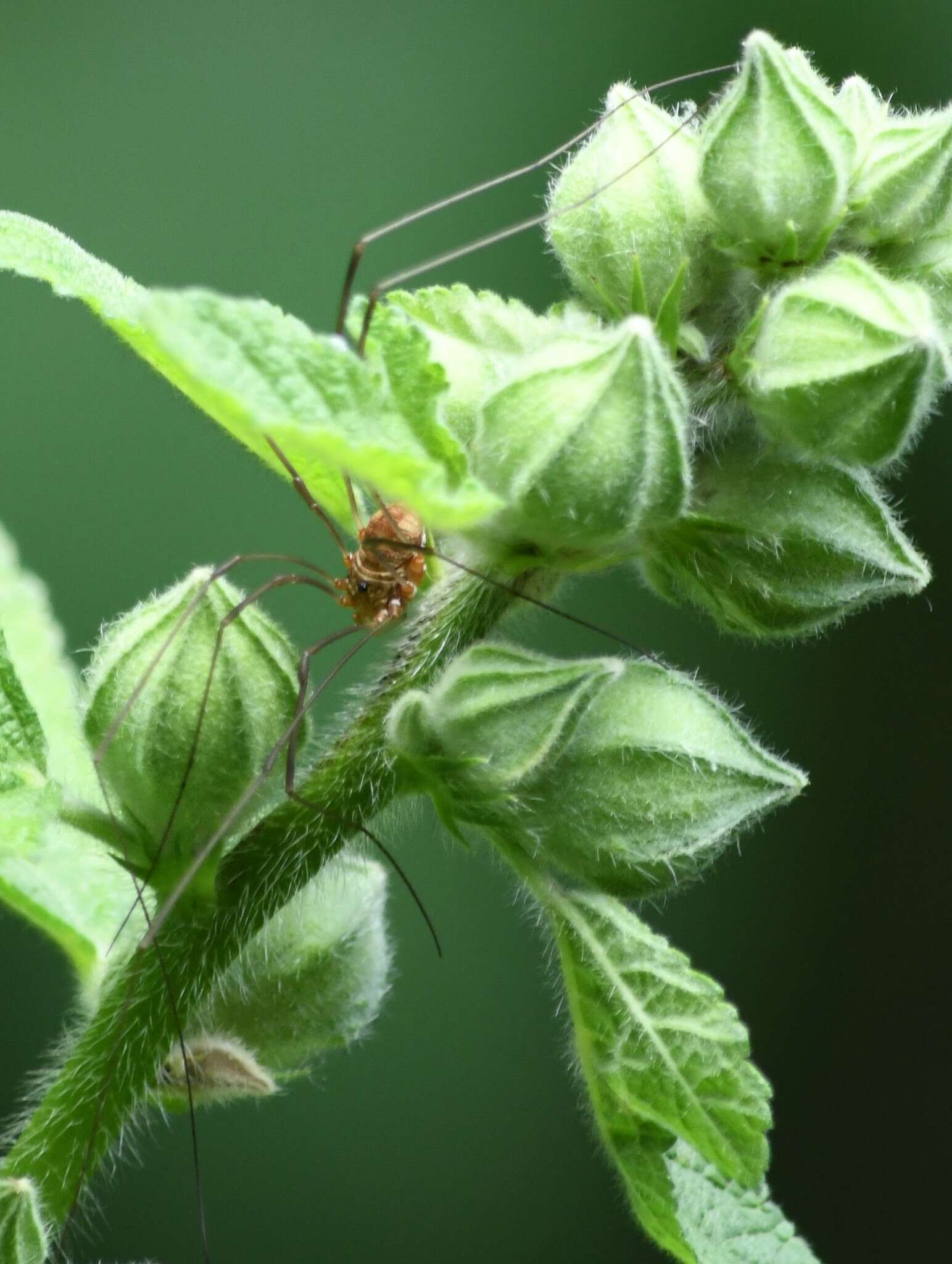 Image of Golden Harvestman