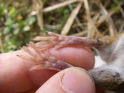 Image of Yellow-necked Field Mouse