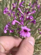 Penstemon thurberi Torr. resmi