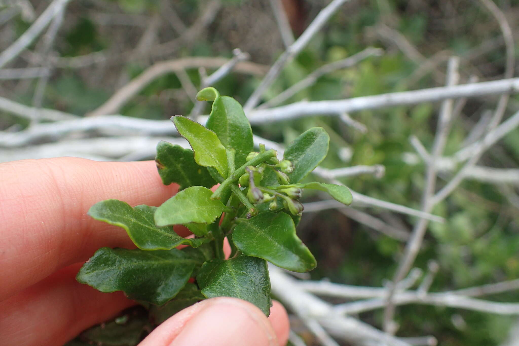 Image of Solanum africanum Dun.