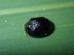 Image of Palmetto Tortoise Beetle