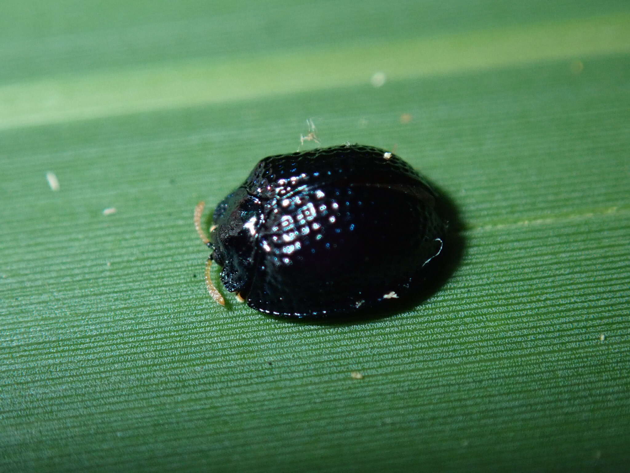 Hemisphaerota cyanea (Say 1824) resmi