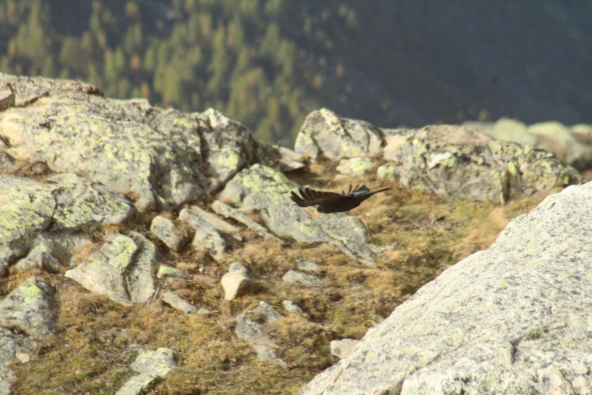 Pyrrhocorax graculus graculus (Linnaeus 1766) resmi