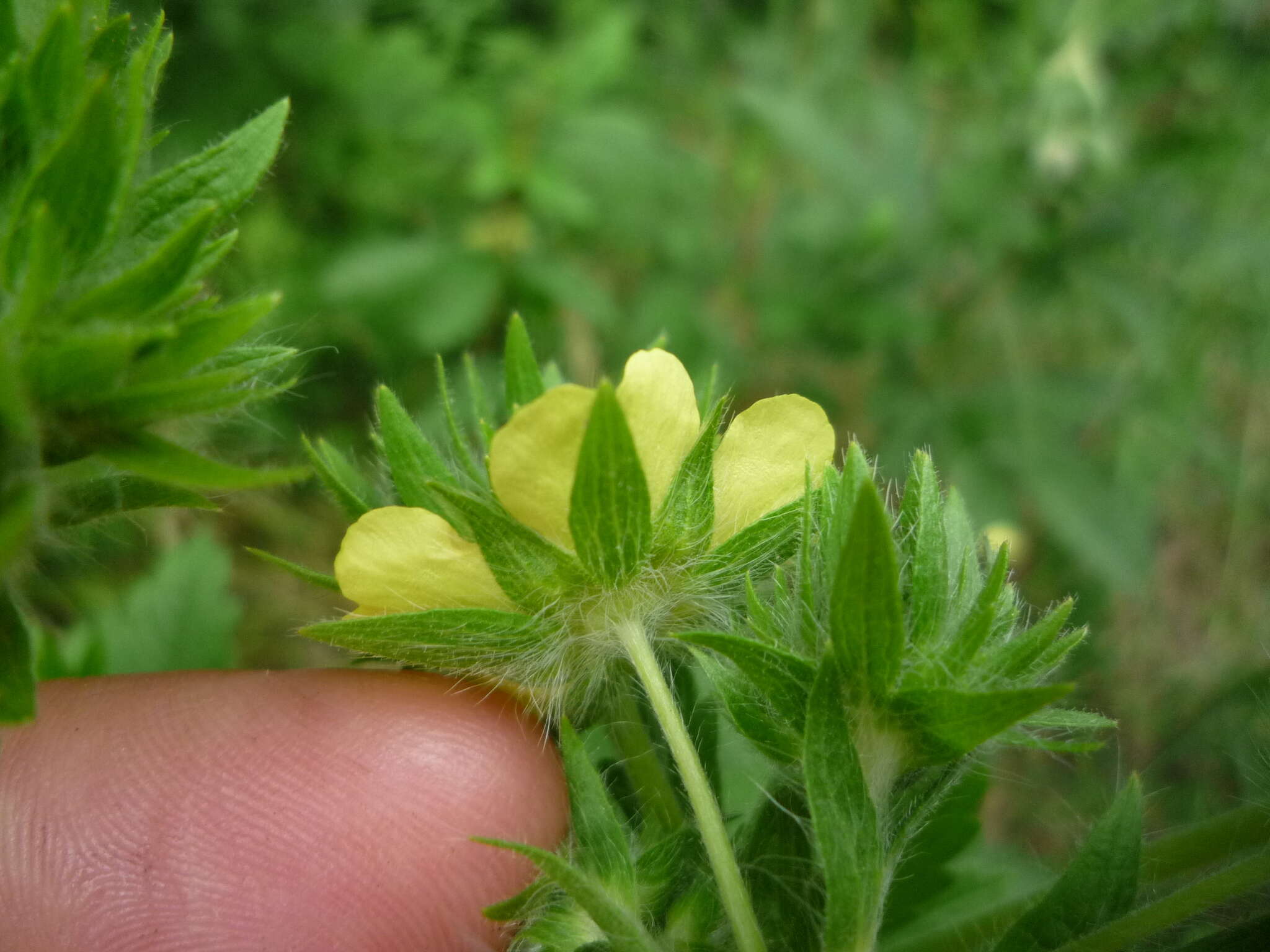 Image of Potentilla recta subsp. obscura (Willd.) Arcang.