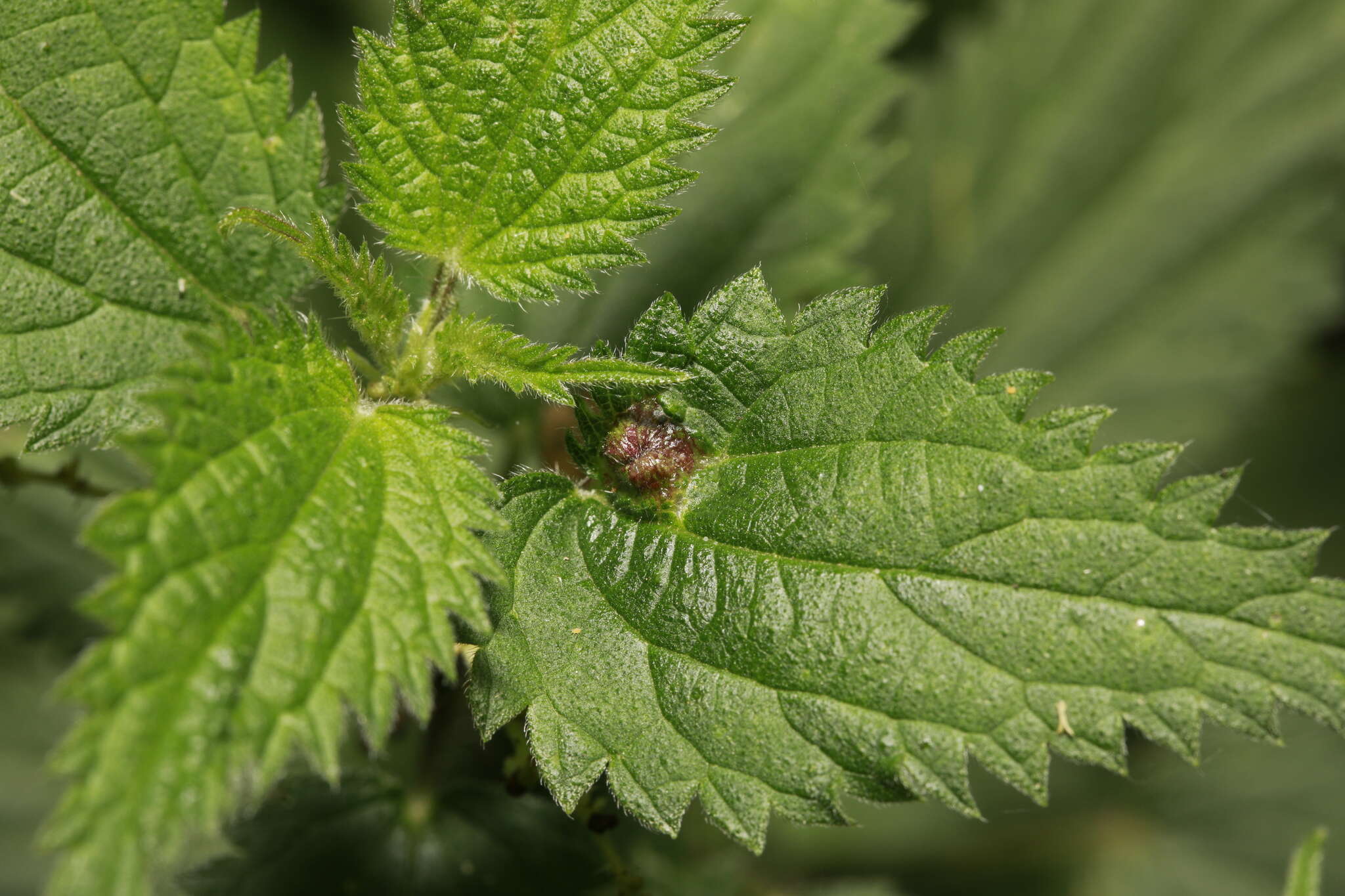 Image of Dasineura urticae (Perris 1840)