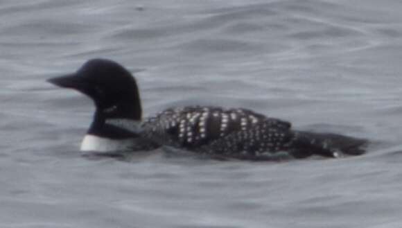 Image of loons